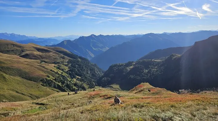 Im Heidelbeerparadies...ein goldener Herbst | © DAV Tittmoning