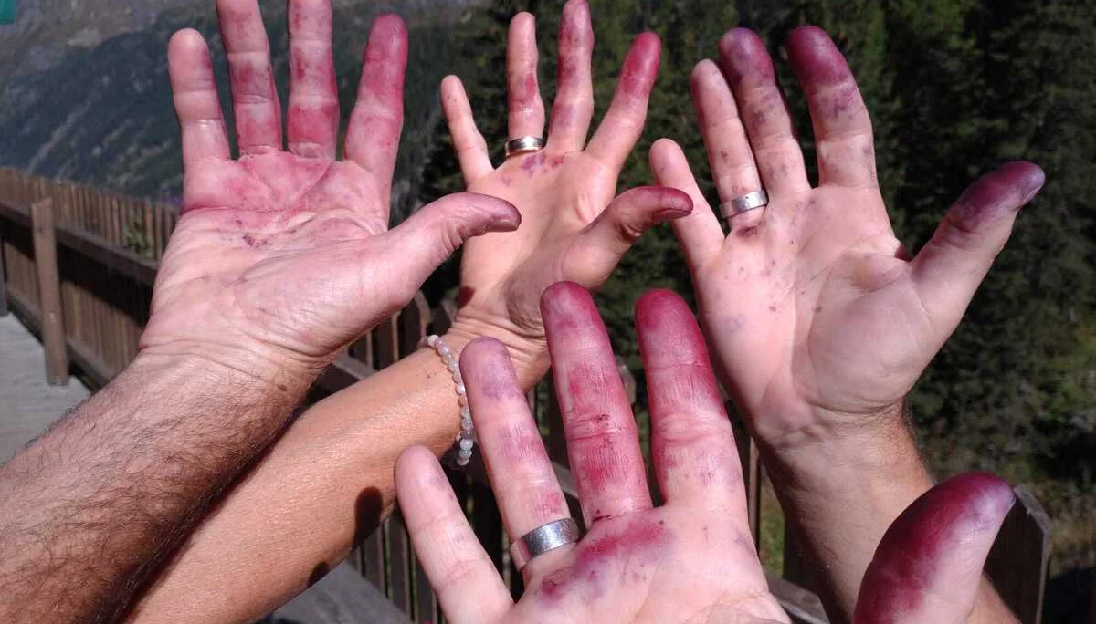 Blaubeeren hinterlassen Spuren. | © DAV Tittmoning / Kurt Stemmer