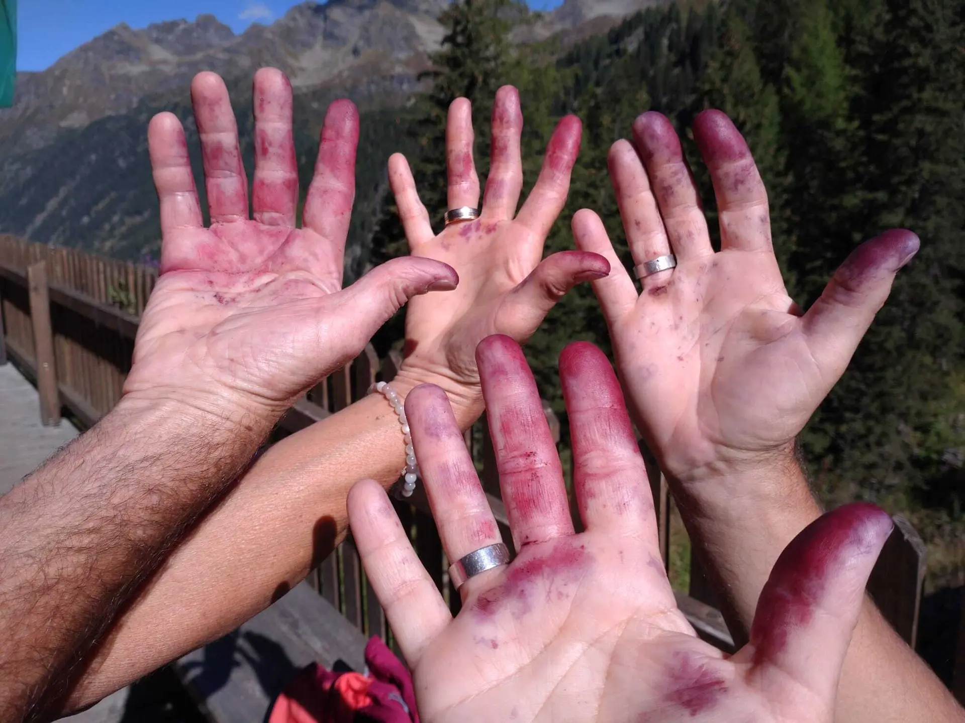 Blaubeeren hinterlassen Spuren. | © DAV Tittmoning / Kurt Stemmer