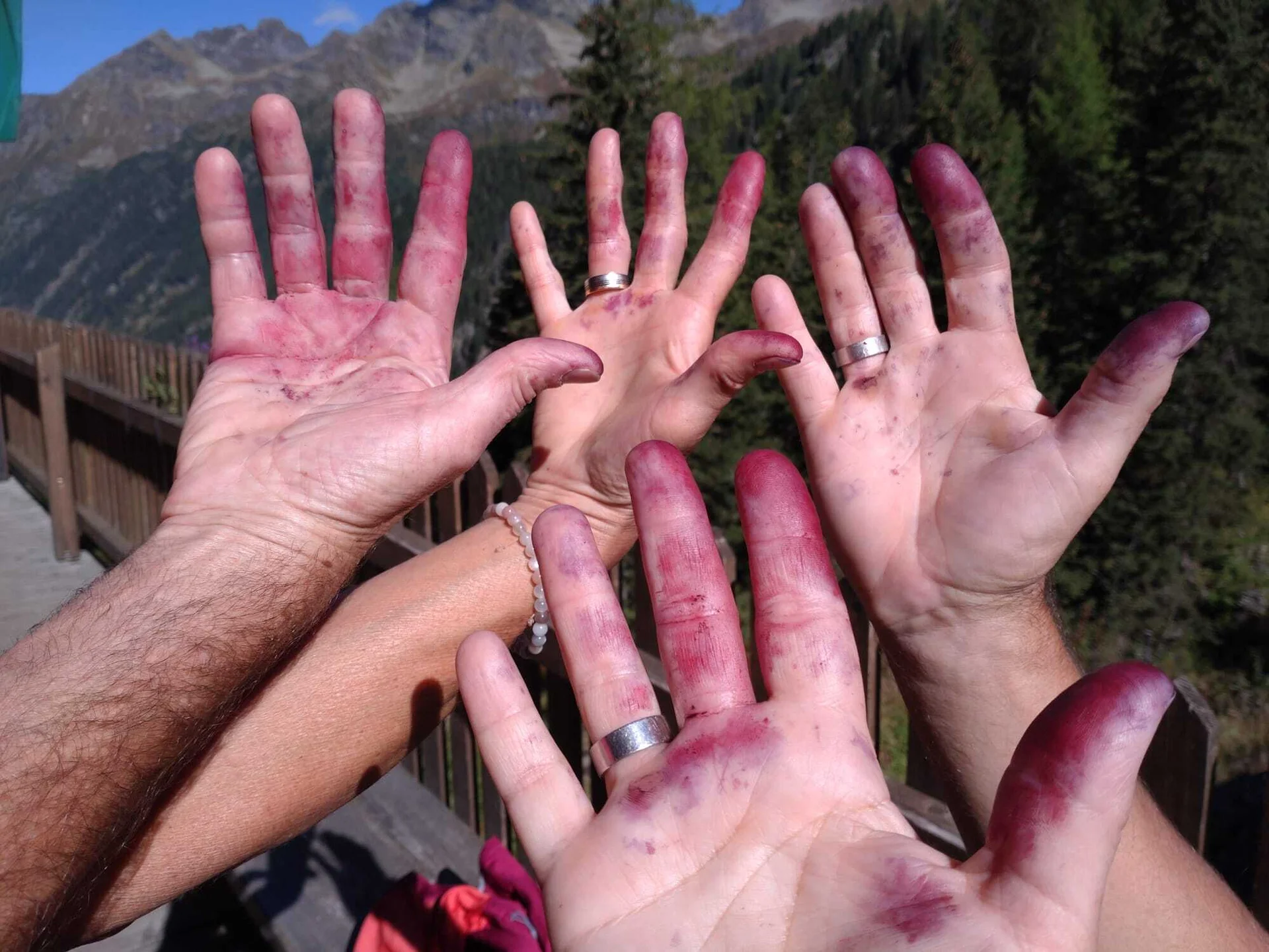 Blaubeeren hinterlassen Spuren. | © DAV Tittmoning / Kurt Stemmer